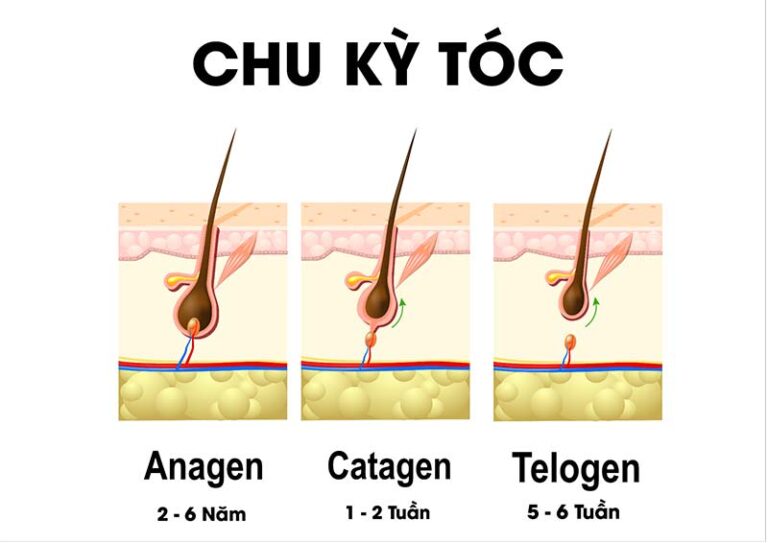 Rụng Tóc Như Thế Nào Là Bình Thường