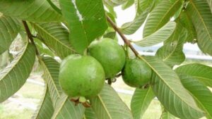 Cach Tri Rung Toc Tai Nha2