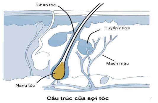 Stress Ảnh Hưởng Đến Nang Tóc